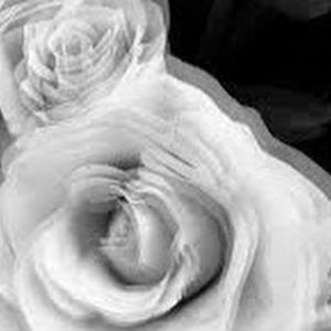 Meet your Posher, Lilly